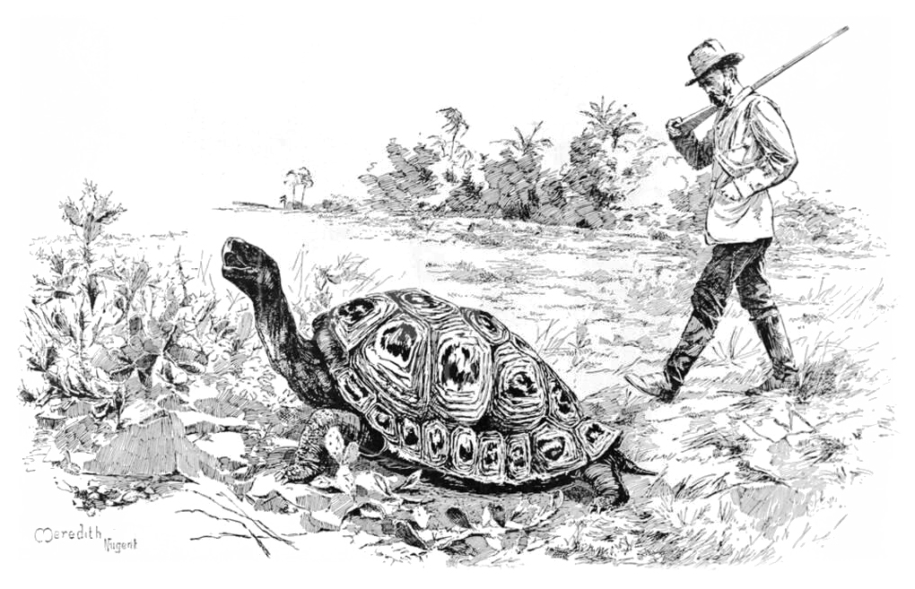Charles Darwin and tortoise